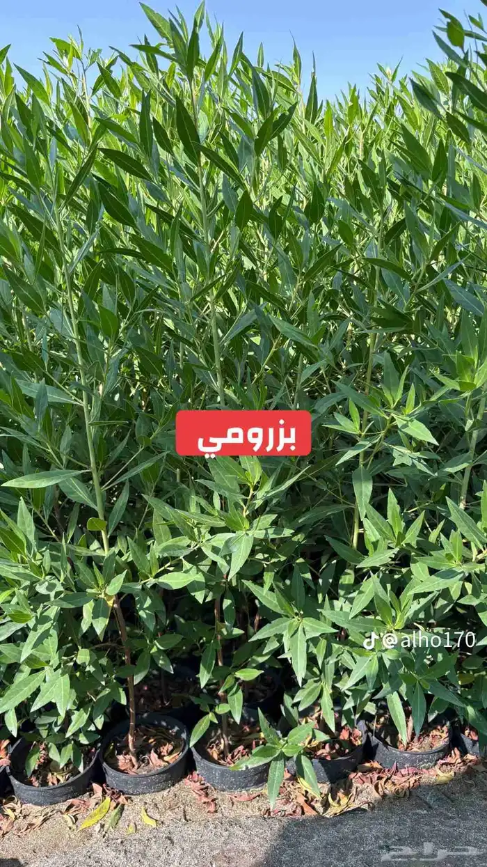 اشجار كبيره ونبتات 8