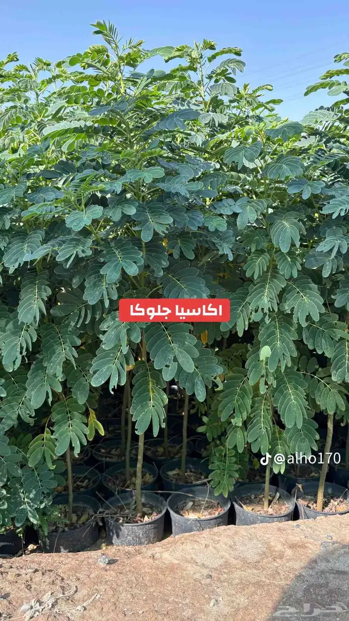 اشجار كبيره ونبتات 7