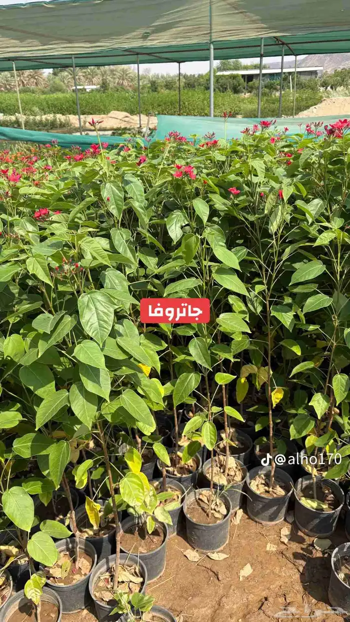 اشجار كبيره ونبتات 9