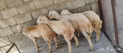 خرفان بلدي على الشرط index