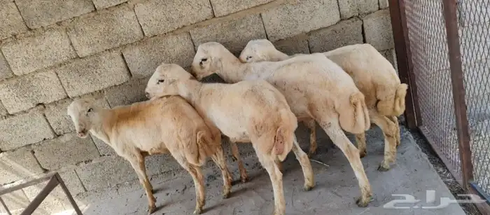 خرفان بلدي على الشرط 2