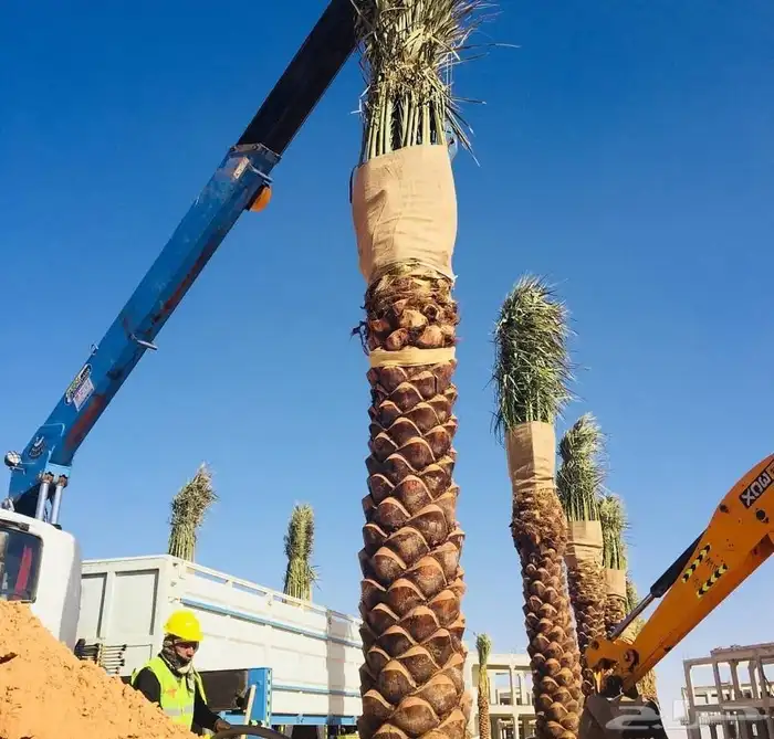 زرعه النخيل العربي وتكريب النخيل ويوجد جميع انواع النخيل 6