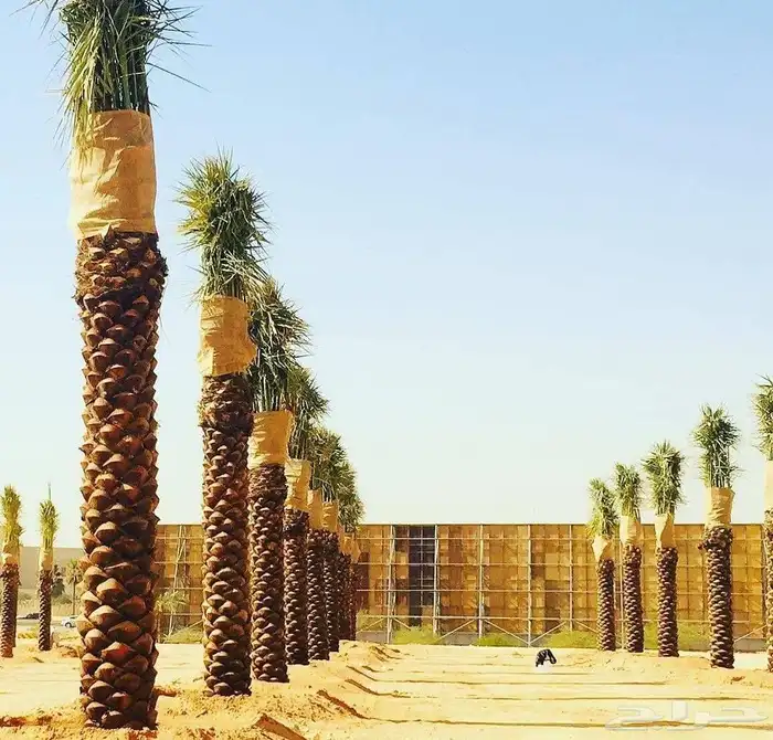 زرعه النخيل العربي وتكريب النخيل ويوجد جميع انواع النخيل 5