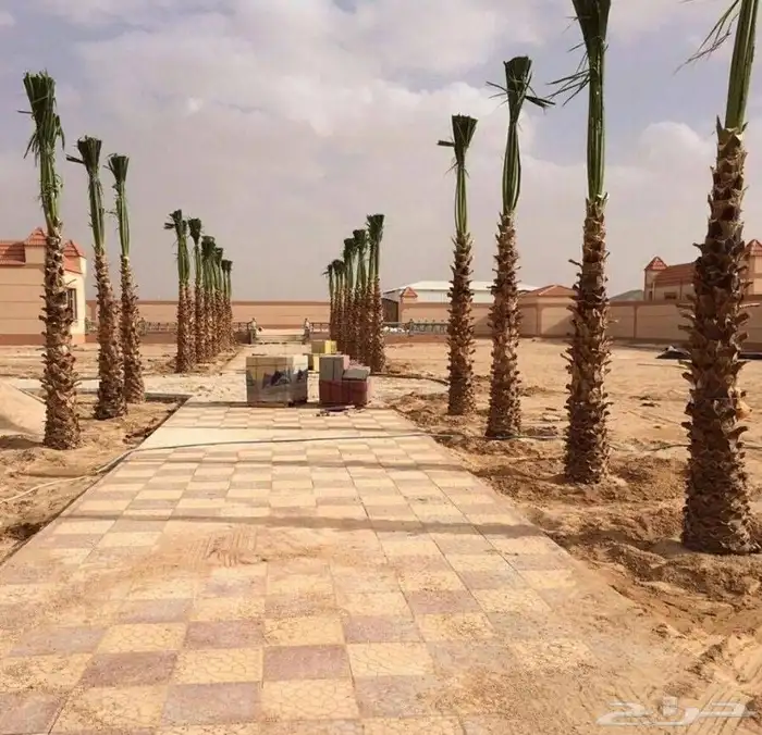 زرعه النخيل العربي وتكريب النخيل ويوجد جميع انواع النخيل 3