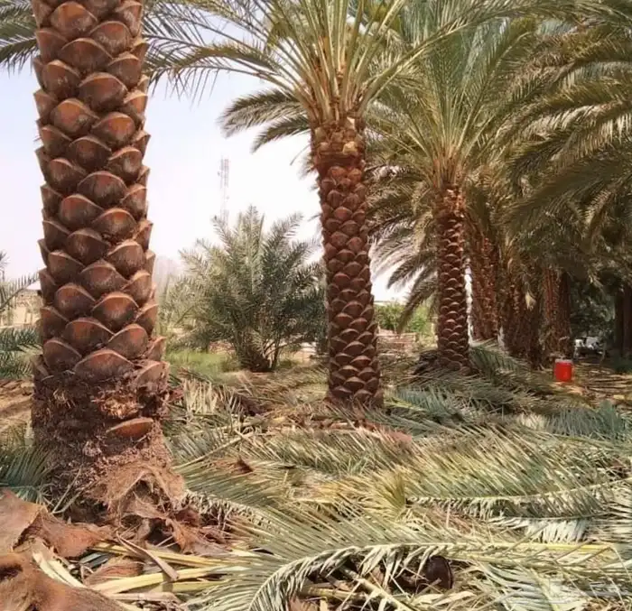 زرعه النخيل العربي وتكريب النخيل ويوجد جميع انواع النخيل 2