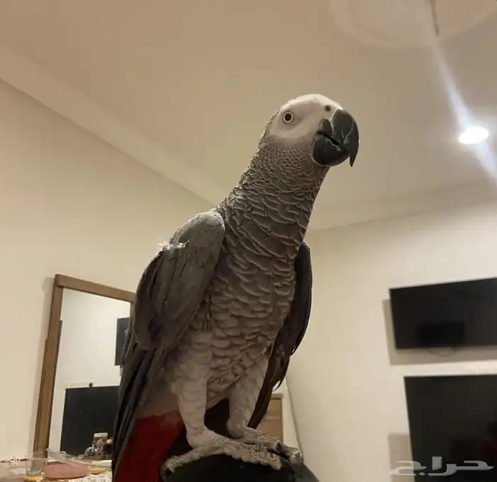 مطلوب كاسكو اي جنس و العمر 7 سنوات و تحت 0