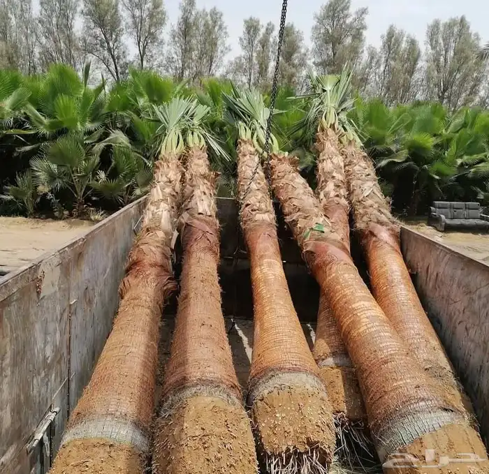 زرعه النخيل العربي وتكريب النخيل ويوجد جميع انواع النخيل 7