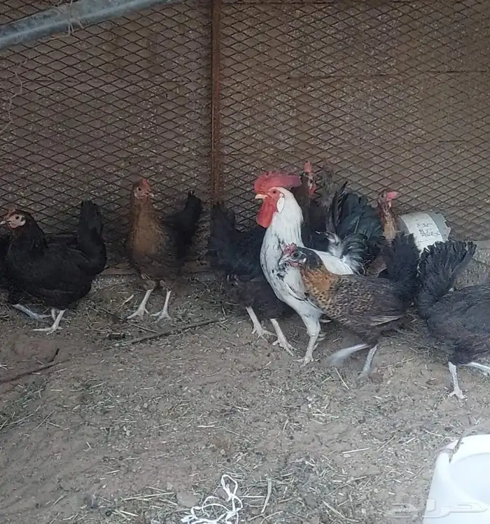 دجاج 10 مع الديك 0