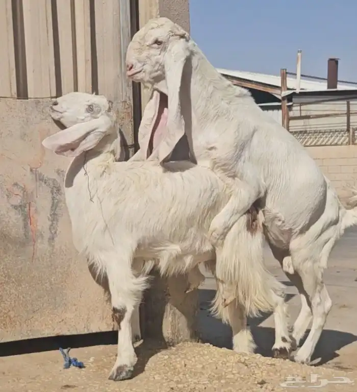 طقم جفرتين جم وفحلها جذعان بيض برص فواخر 8