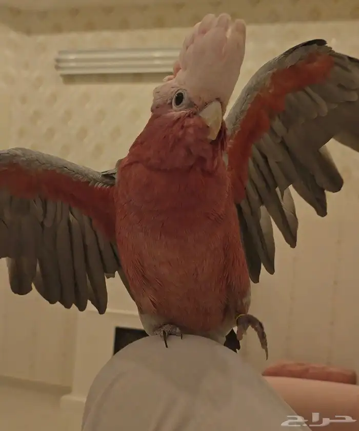 ببغاء كوكاتو قالا 0