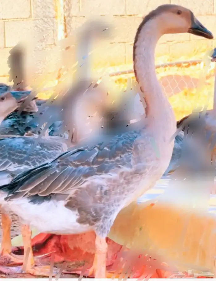 وز عراقي اربع حبات من عمر فوق 8 شهور 0