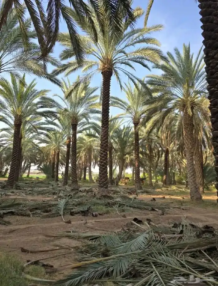 نخل وشنطني امريكي زينه جميع المقاسات وجميع الانواع 3