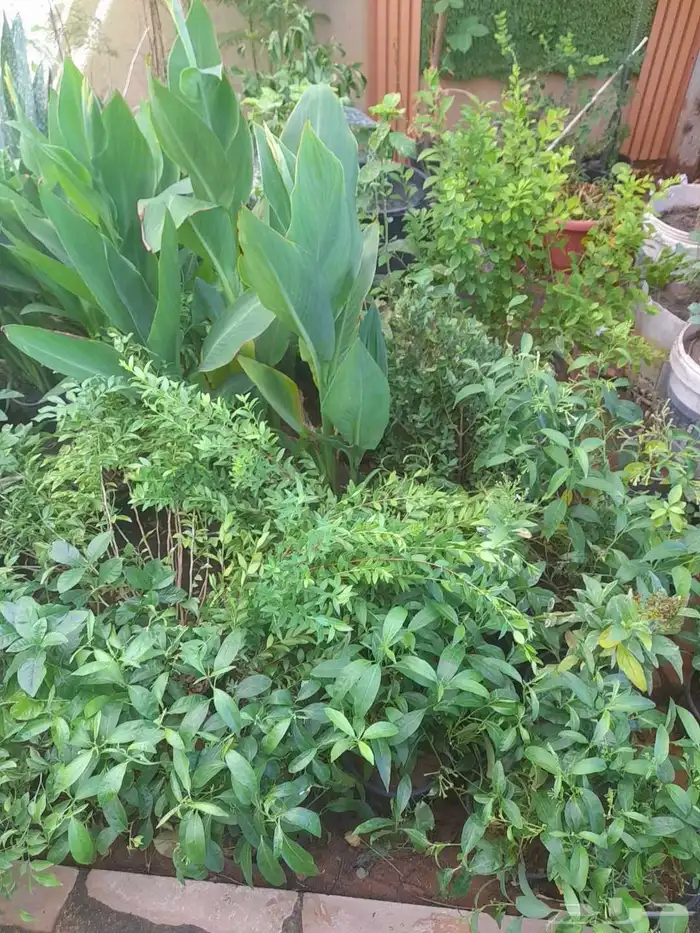 منسق حدائق وتركيب جميع شبكات الري العادي والاتمتك 8