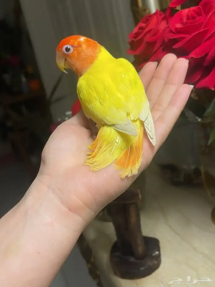 للبيع ببغاء الروز 1