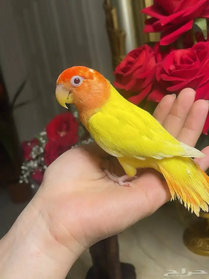 للبيع ببغاء الروز 2