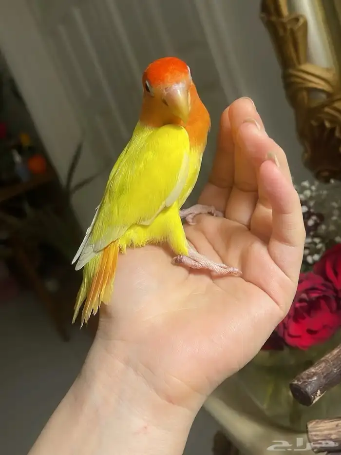 للبيع ببغاء الروز 3