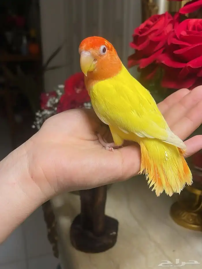 للبيع ببغاء الروز 0