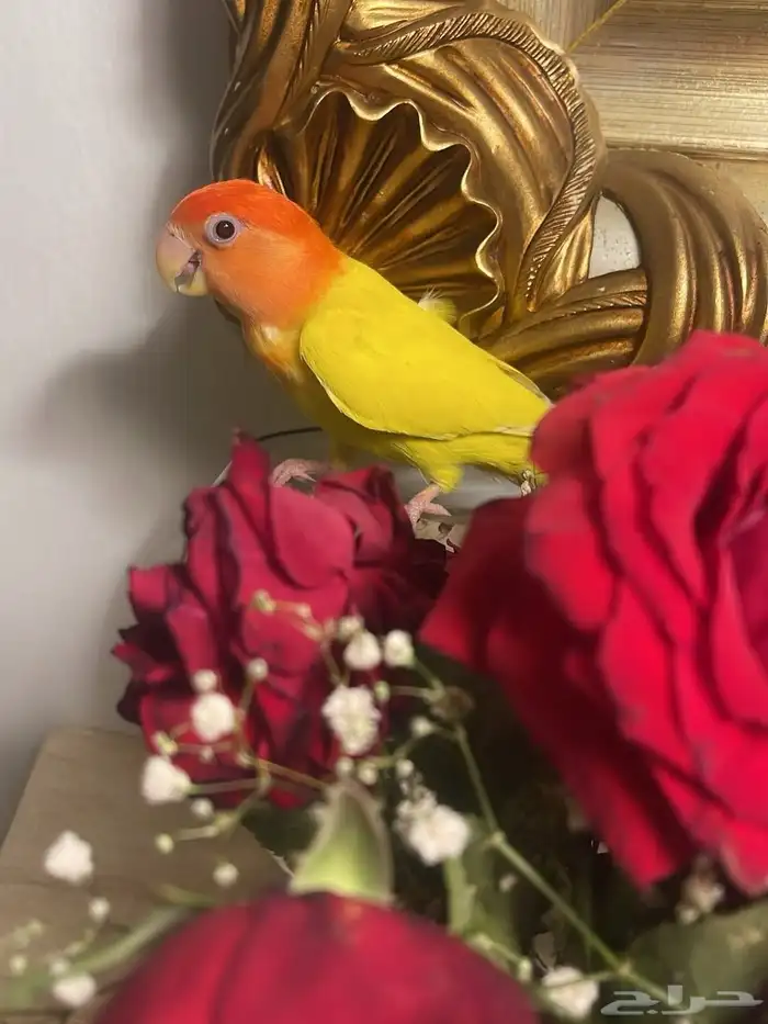 للبيع ببغاء الروز 4