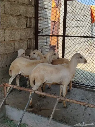 خرفان بلدي على الشرط index