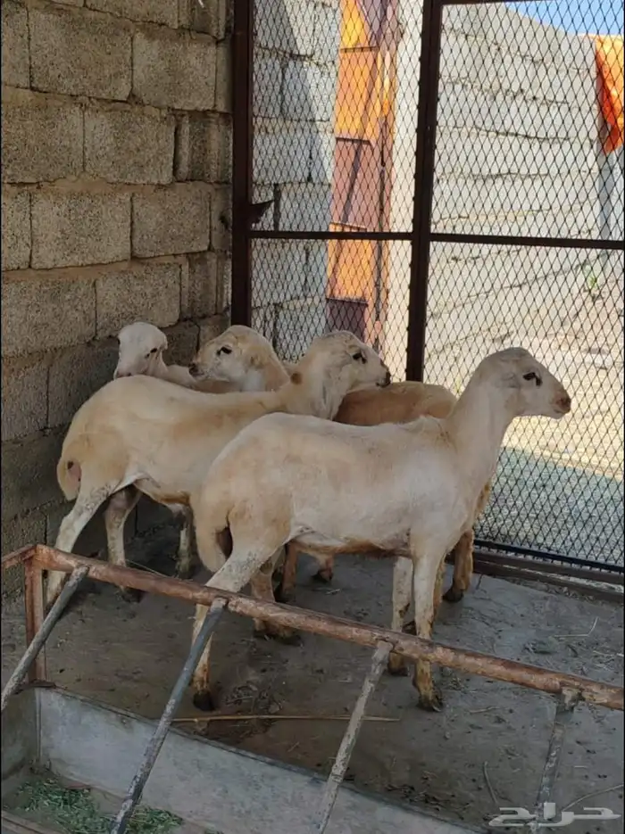 خرفان بلدي على الشرط 1