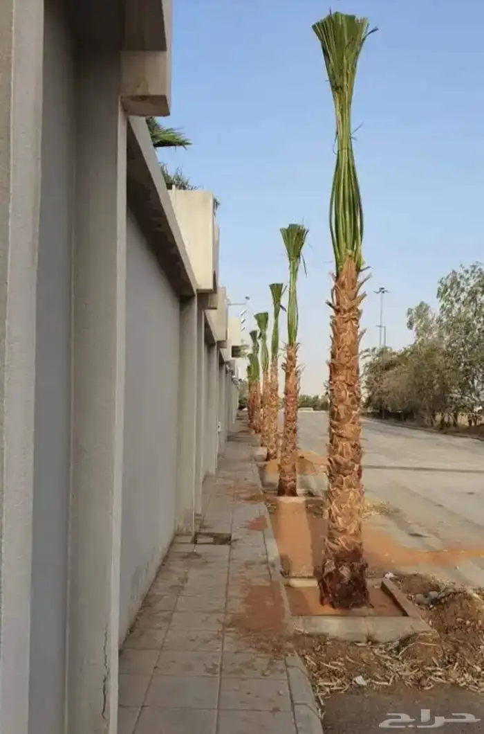 زراعه جميع انواع النخيل العربي واشنطني واعمال الشبوك وتوريده 2