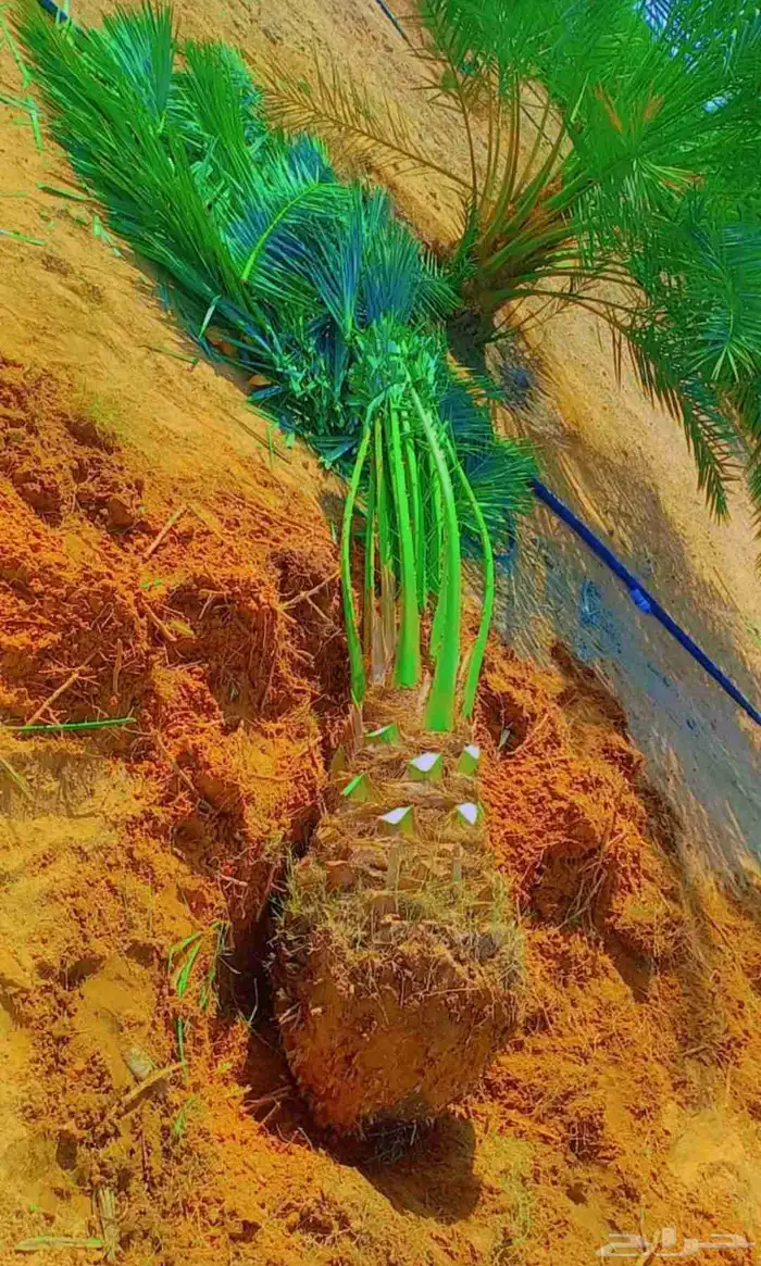 نخل للبيع عربي ووشنطني مكه المكرمه جده الطايف 7