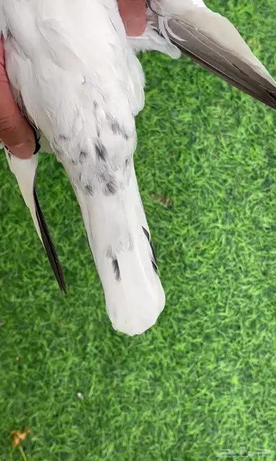 ذكر حمام بكستاني index