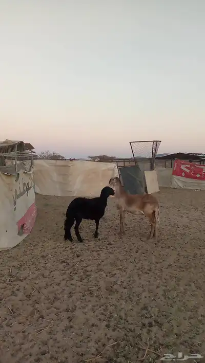 رخلين سواكن index