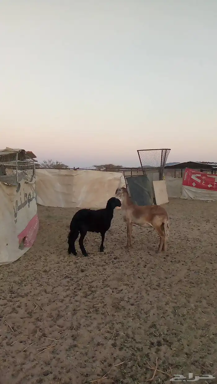 رخلين سواكن 1