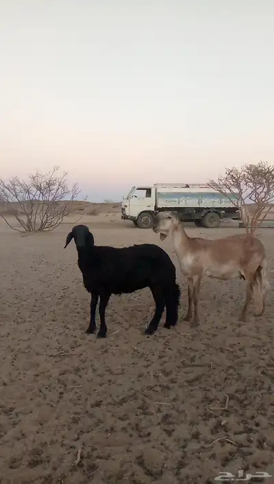 رخلين سواكن index