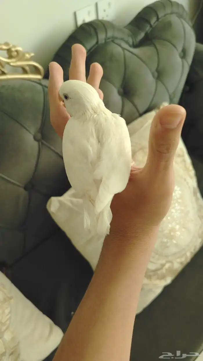 فرخ روز البينو 0