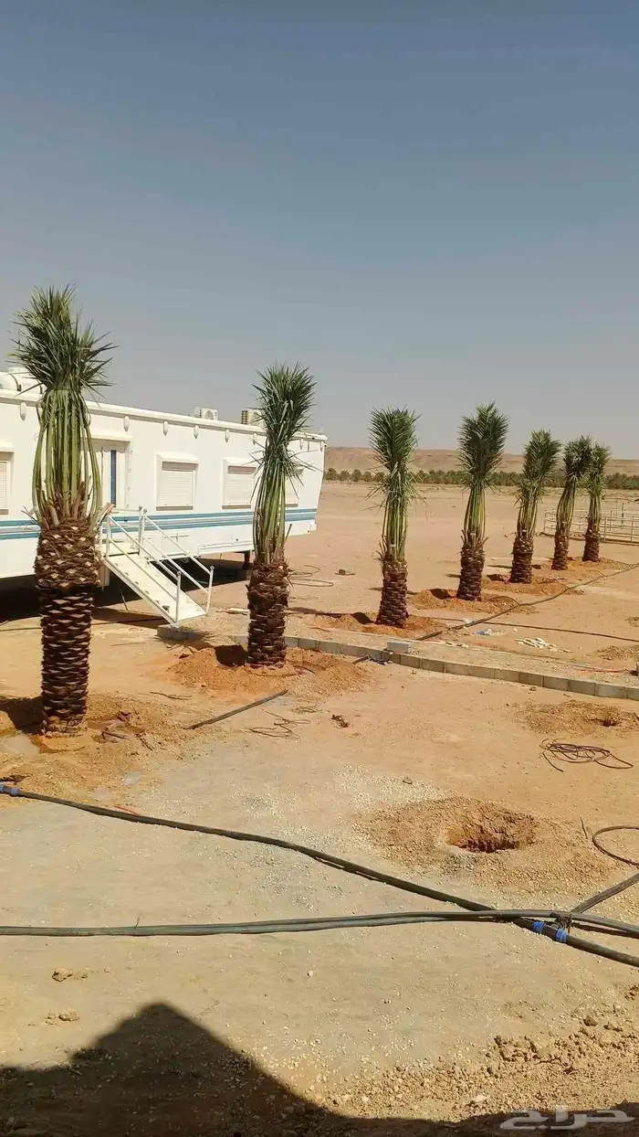 نخيل للبيع مثمر فسائل نقايل جثايث 6