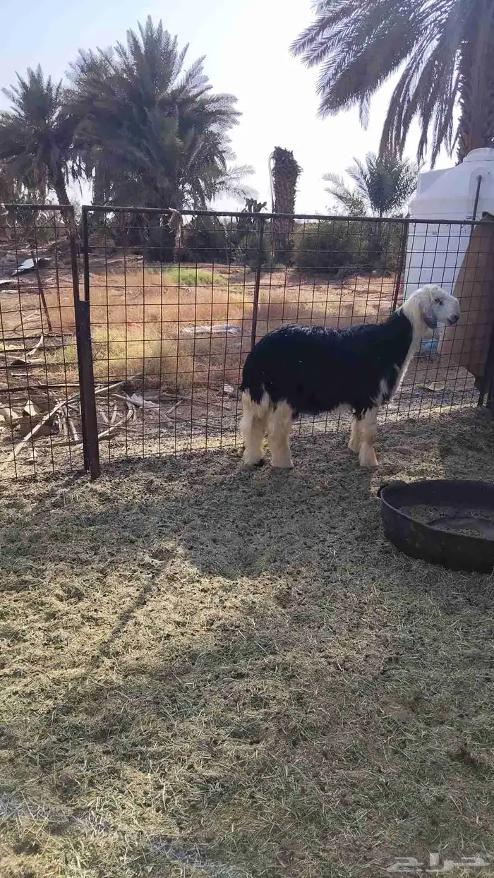 خروف نجدي مستقبل فحل 1