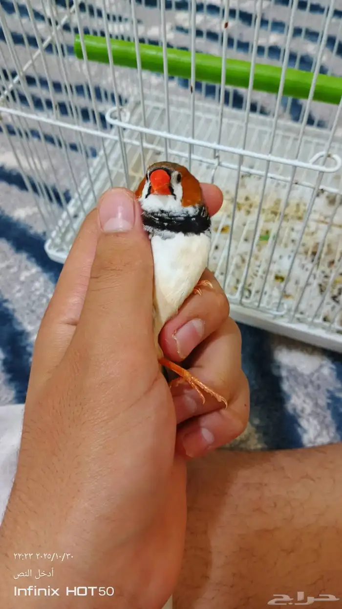 ذكر زيبرا هولندي تم البيع 0