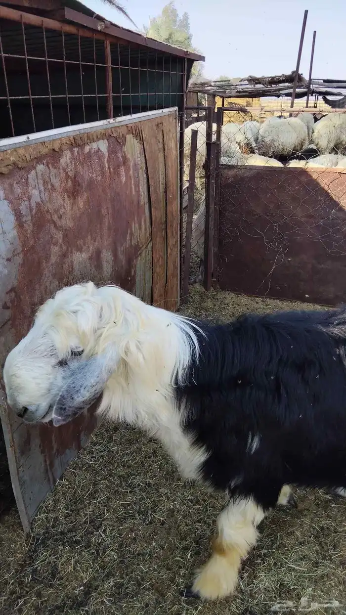 خروف نجدي مستقبل فحل 2