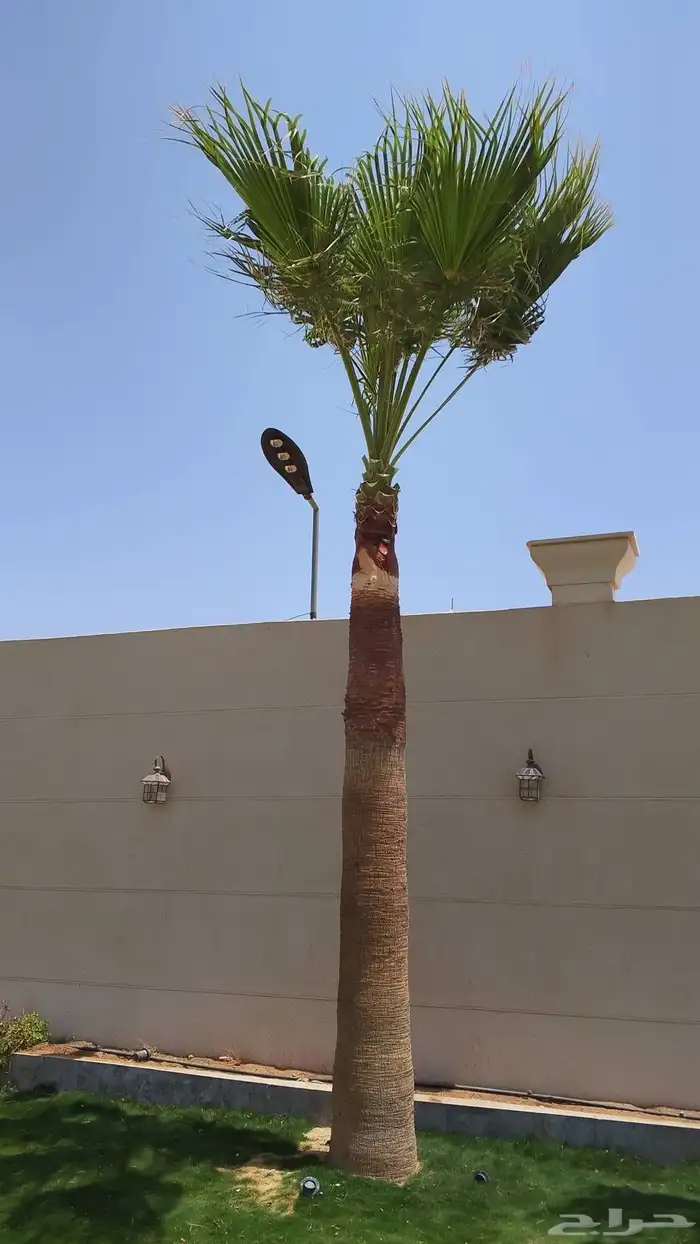 تنضضف نحل قليلا نظيف.تكرب.وشنتن 8