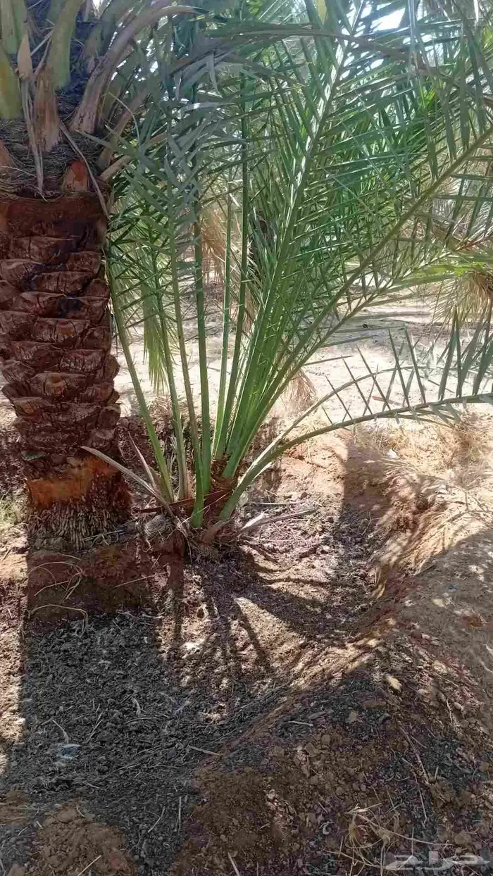 يوجد الدنيا نخل للبيع سكري 1