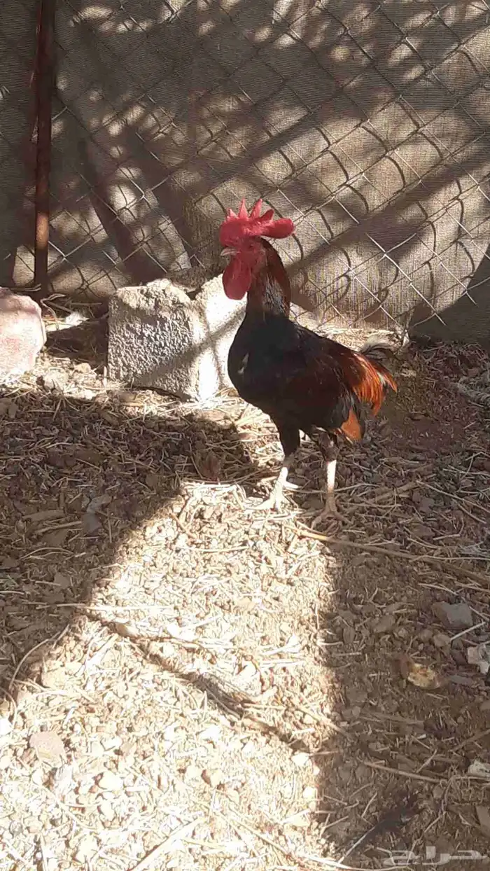 ديك بلدي للبيع 1