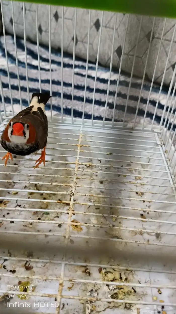 ذكر زيبرا هولندي تم البيع 2