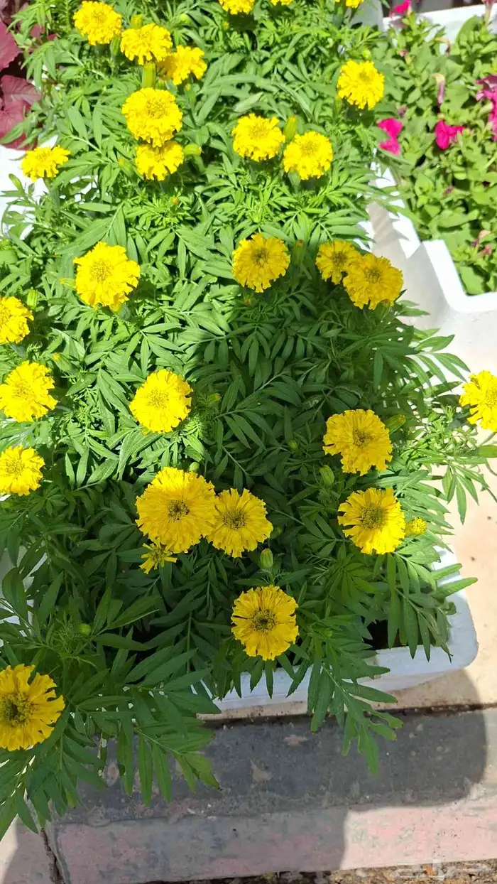 تنسيق حدائق 26