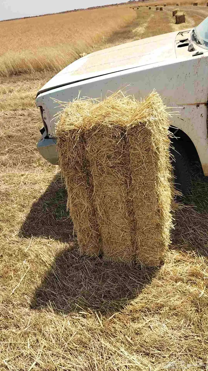 تبن بر معية شد 85 سيم مشدود 2