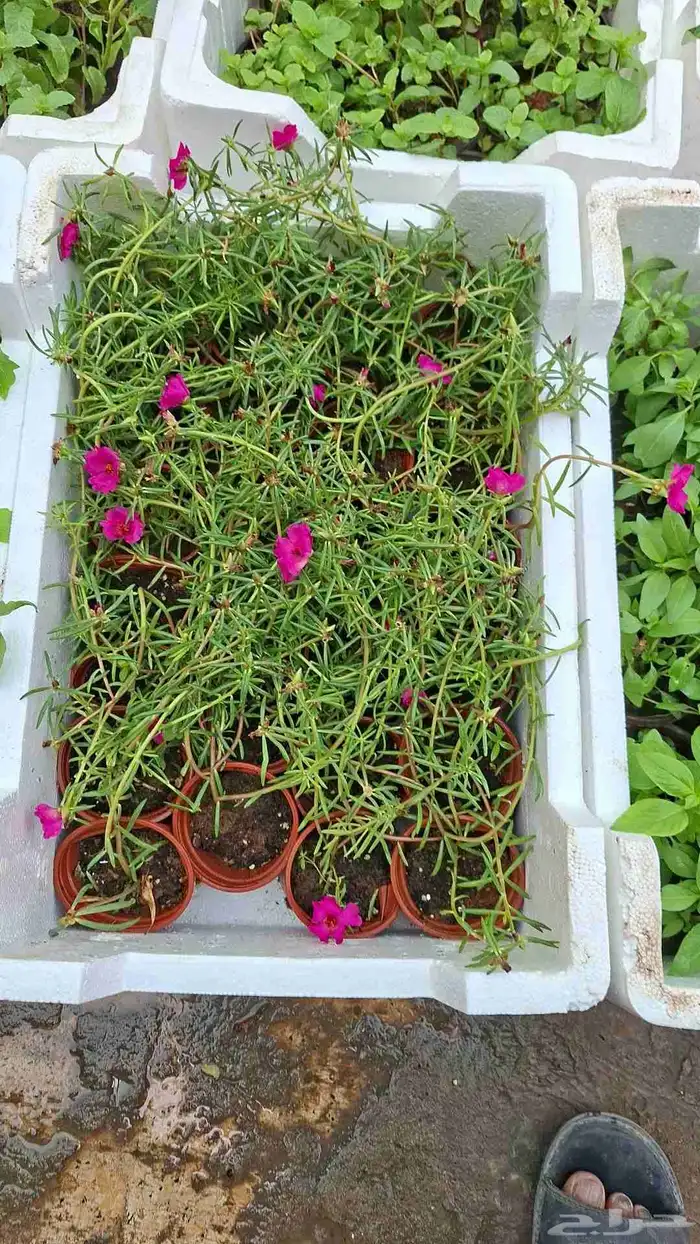 تنسيق حدائق 27