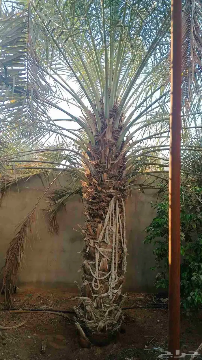 نخيل للبيع مثمر فسائل نقايل جثايث 0