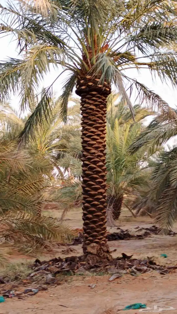 نخل للبيع بسعار مناسبة مقاسات مختلفه وعدة انواع متوفرة 3