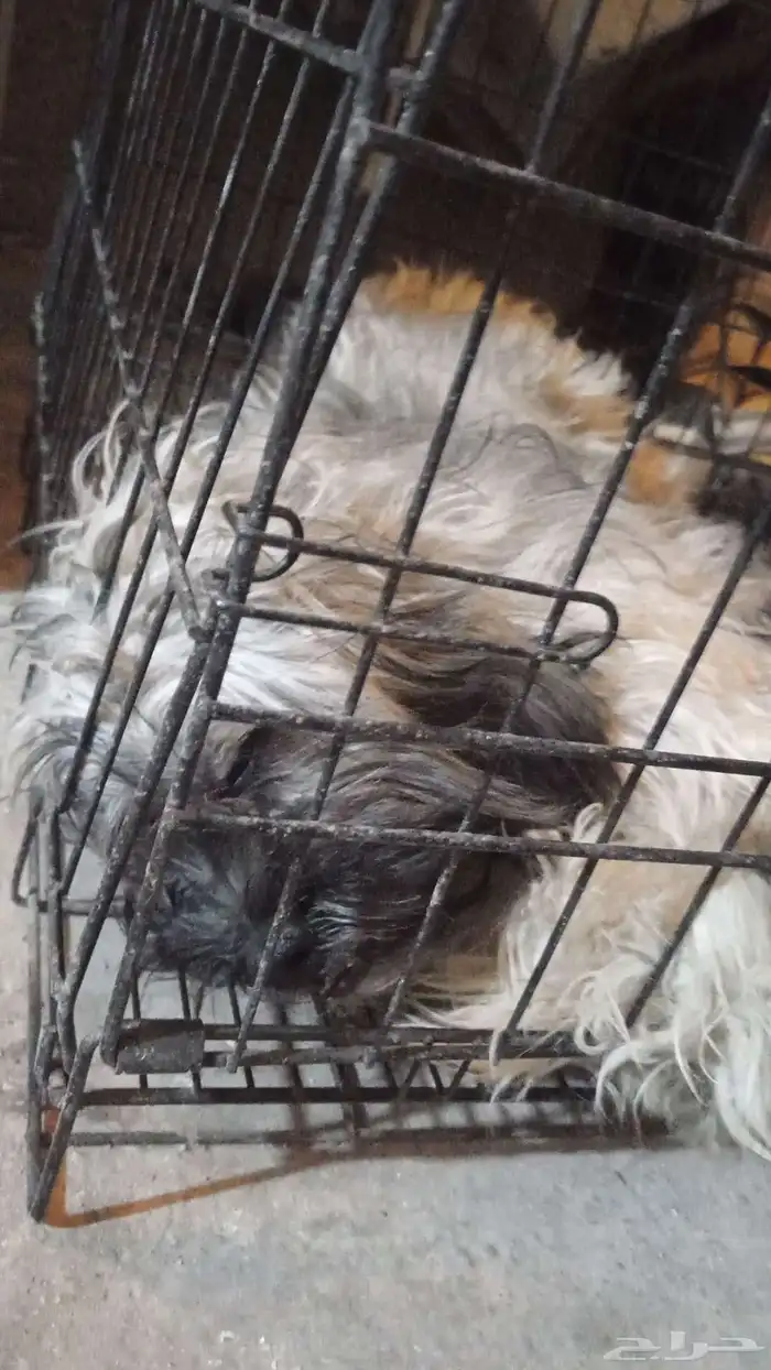 1_كلب_من_نوع_(شيتزو) 2