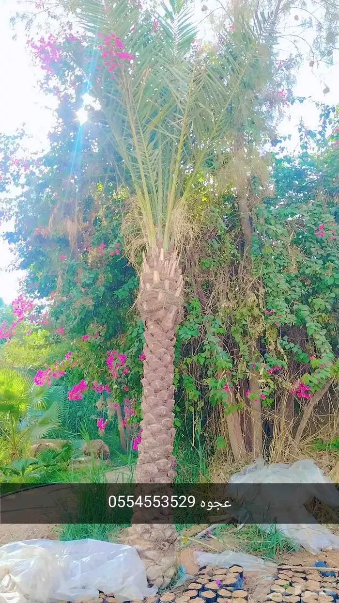 نخيل واشجار 4