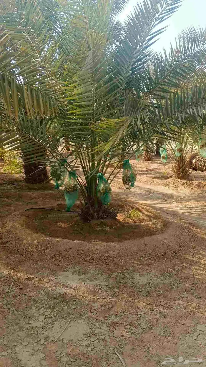 نخيل للبيع مثمر فسائل نقايل جثايث 10