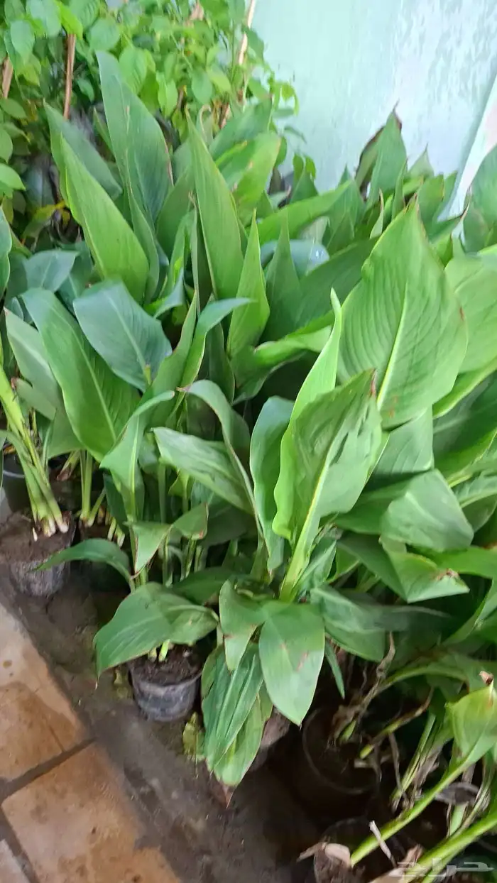 تنسيق حدائق 20