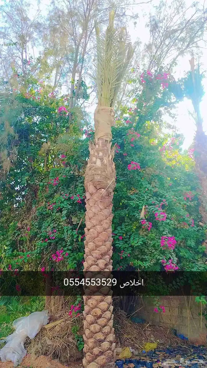 نخيل واشجار 5