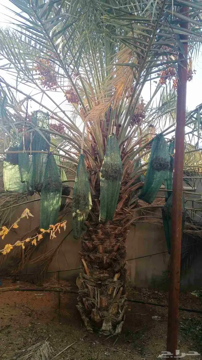 نخيل للبيع مثمر فسائل نقايل جثايث 1